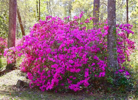 Plants That Grow Well With Azaleas at Sabrina Evans blog