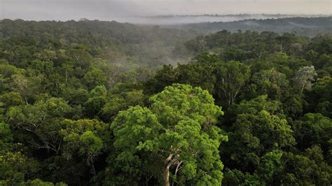 Deforestation in Brazil's Amazon down by 50% to five-year low in 2023 ...