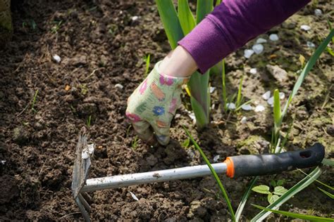 春天挖野菜指南，记住10种常见的野菜的样子，别挖到杂草了 - 知乎