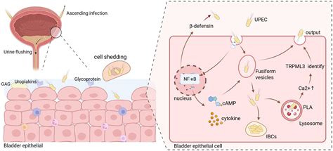 Pathophysiology Of Lower Urinary Tract Infection Urinary Tract