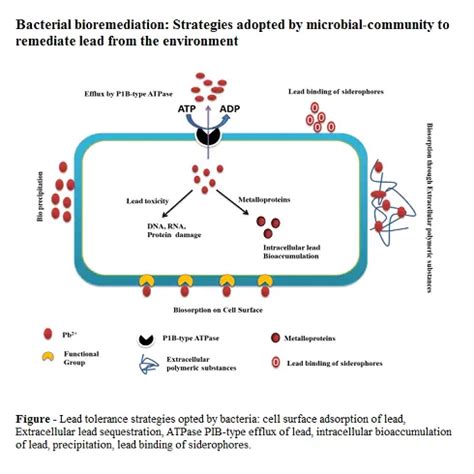 Bacterial bioremediation: Strategies adopted by microbial-community to ...