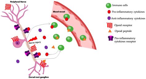 Stem Cell Therapy for Modulating Neuroinflammation in Neuropathic Pain