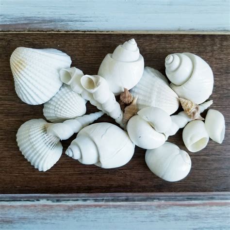 Sea Shell Collections 的图像结果