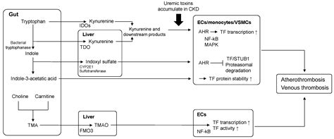 Tissue Factor, Thrombosis, and Chronic Kidney Disease
