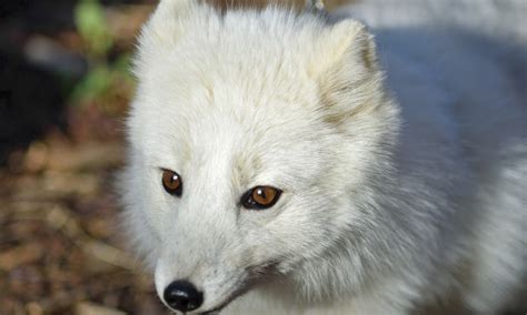 Download wallpaper Fox, blurred background, by Nushaa, section animals ...