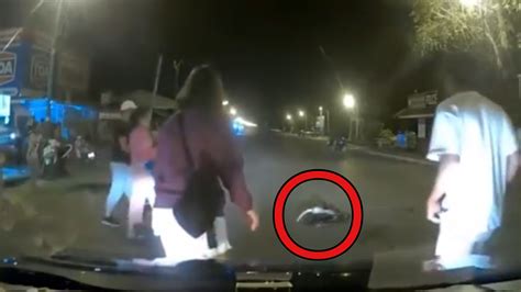 Image result for Python Attacks Cat