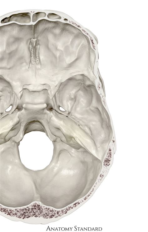 Anatomy Standard - Drawing Basis cranii interna: detail of foramina ...