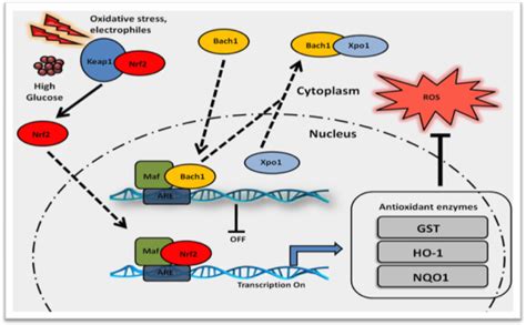 National Centre for Cell Science