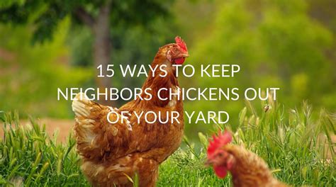 Can Flies Keep Chickens? | 21 Ways to Get Rid of Flies Around Your ...