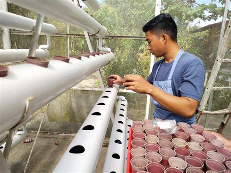 ATI ramps up trainings for Central Luzon farmers, extension workers - Punto! Central Luzon