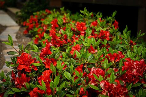 Autumn Embers Azalea 的图像结果