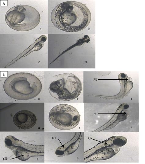 Zebrafish Embryo Time-Lapse 的图像结果