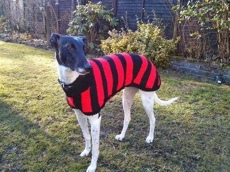 Lurcher / larger whippet jumper - Dennis the Menace | Dog sweaters ...