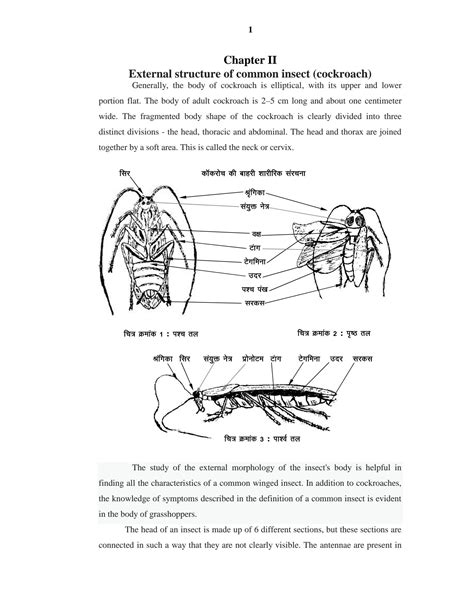 Image result for External Structure of Cockroach
