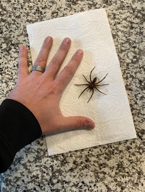 Wolf Spider Size Comparison