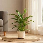 Buy Large Peace Lily Plant Online | Elegant & Easy Care | Ugaoo