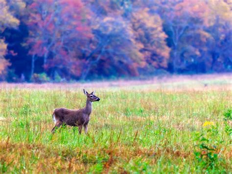 Spring Scenes Desktop 的图像结果
