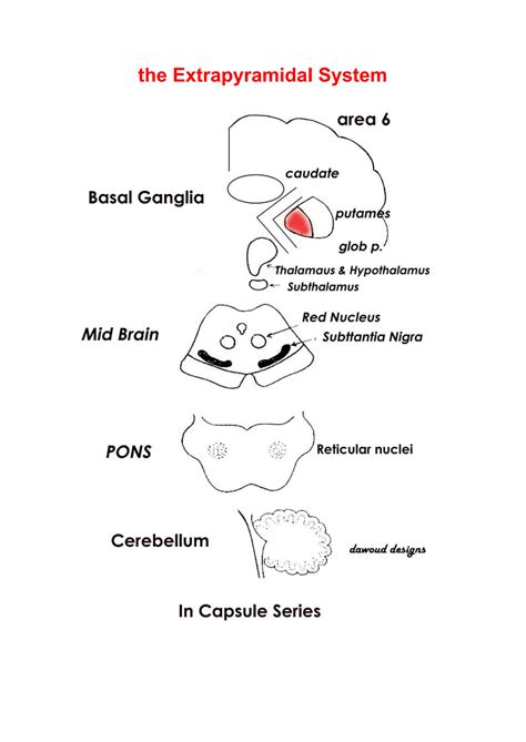 Image result for Extrapyramidal System