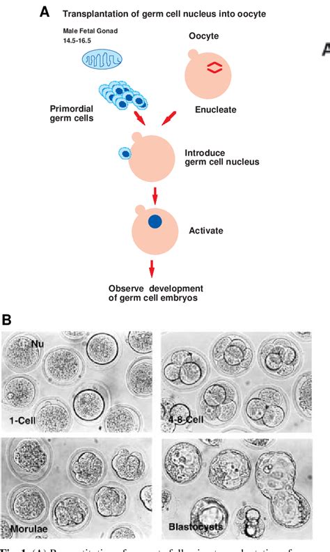 Image result for Germ Line Development