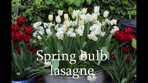 Spring bulb lasagne   YouTube