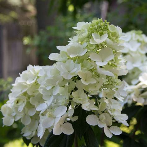 Plant of the Week: FIRE LIGHT® Panicle hydrangea - Plant of the Week