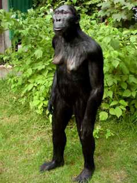 Australopithecus Africanus Body 的图像结果