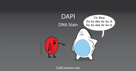 Image result for DAPI Staining 101