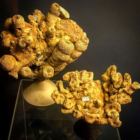 Zardina Cortina Paleontological Museum