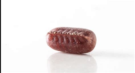 Diseases Spread by Cockroaches | Expert Guide by Rentokil PCI