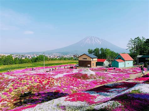Hokkaido Shibazakura & Tulip Gardens One-Day Tour: Niseko & Mount Yotei ...