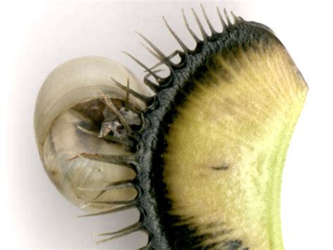 La nourriture des plantes carnivores