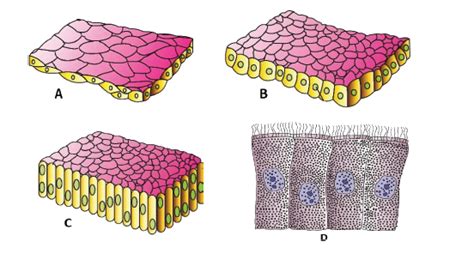 Identify the following simple epithelial tissues and select the correct ...