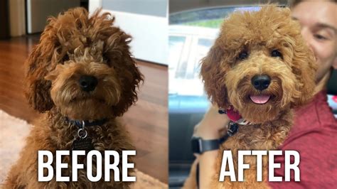 Image result for Cockapoo Teddy Cut