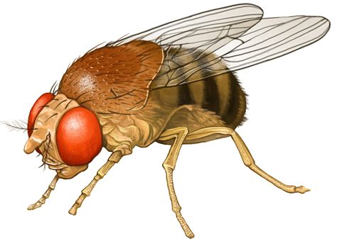 Fruit Clip Art Fly at Jayden Abdullah blog