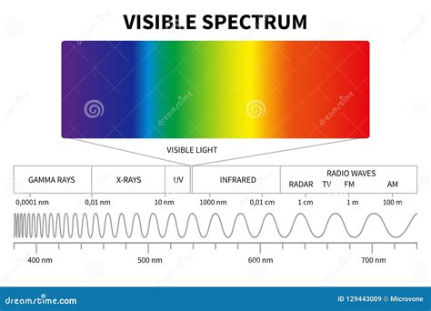 Visible Light Diagram. Color Electromagnetic Spectrum, Light Wave Frequency Stock Vector ...