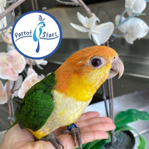 Baby White Bellied Caique Available at Parrot Stars!