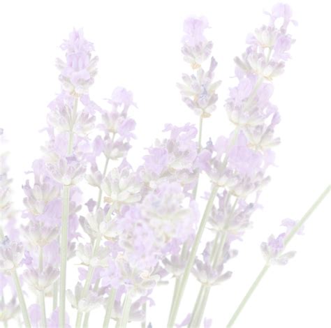 [100+] English Lavender Png Images | Wallpapers.com
