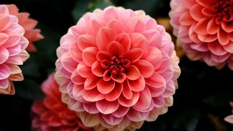 Download wallpaper 1366x768 dahlia, flower, macro, petals, pink tablet ...