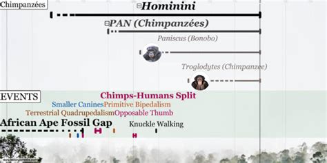 Evolution of Primates - HistoryTimeline.com