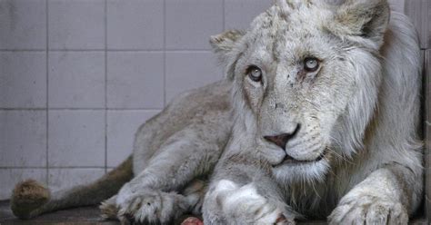A lion for a pet: Inside the untamed market for wild animals in Pakistan