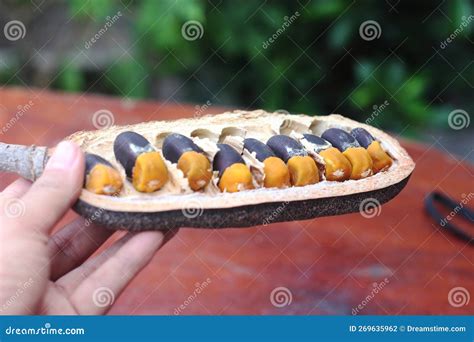 Image result for Maca Tree