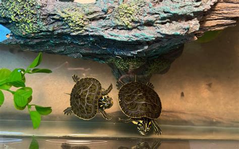 Image result for Normal Shell Warrantly