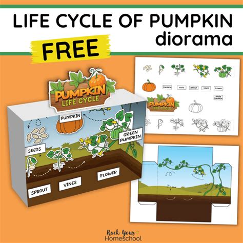 Life Cycle Of a Pumpkin: Creative Diorama Activity (Free Printable)