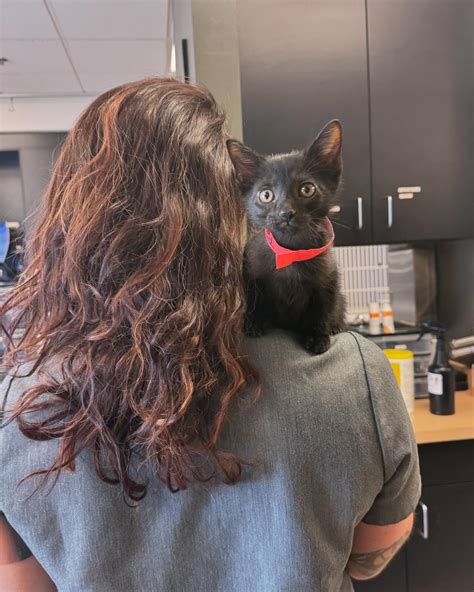 Hampden Family Pet Hospital | Meet Dr. Erika Delker, our newest doctor ...