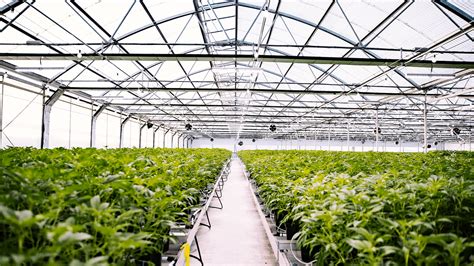 Glass House Farms: Powered by the Sun. Grown by the Sea. | Leafly