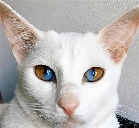 Cats With Different Colored Eyes