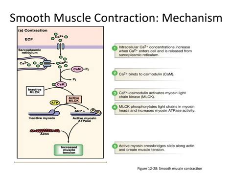 PPT - Smooth muscle PowerPoint Presentation, free download - ID:8834739