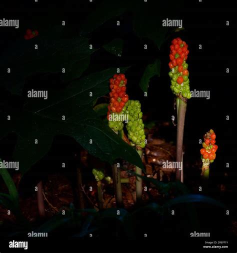 Orange Burst Sunrise Stock Photo - Alamy