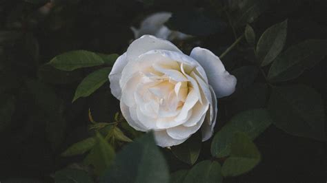 Download wallpaper 1920x1080 rose, flower, white, macro, plant full hd ...