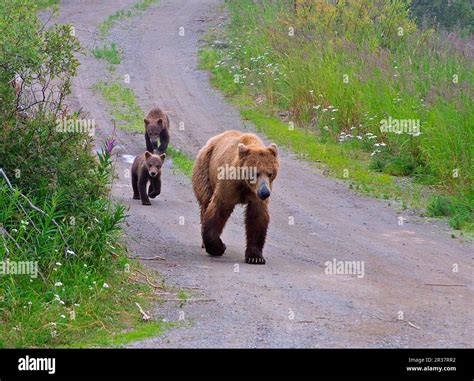 Grizzly bear, grizzly bears, brown bear, brown bears (Ursus arctos), bears, predators, mammals ...
